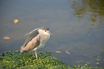 A heron standing on water lilies.