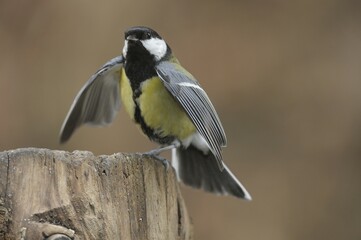 Great Tit (Parus major) in aggressive posture
