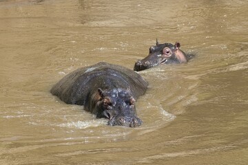 Fototapeta premium Hippos (Hippopotamus amphibius) in the Mara River, Masai Mara, Kenya, Africa