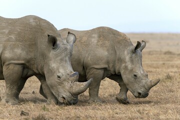Fototapeta premium White rhinoceros or square-lipped rhinoceros (Ceratotherium simum), Ol Pejeta Reserve, Kenya, Africa