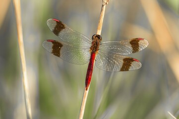 Yellow-winged darter (Sympetrum flaveolum) on stem, River Spree, Brandenburg, Germany, Europe