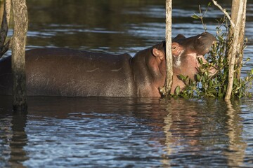Common hippopotamus (Hippopotamuspotamus amphibius) in the water, feeding on leaves iSimangaliso...