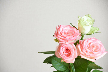 ピンクと緑のばら