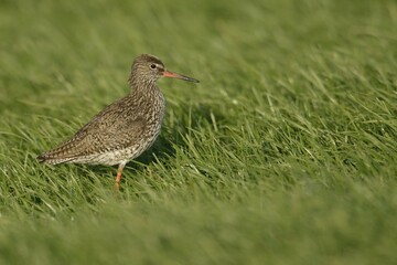 Common Redshank (Tringa totanus), on grass, Texel, The Netherlands, Europe