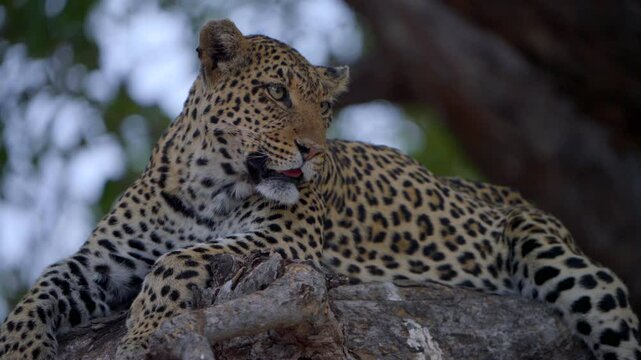 Closeup of a beautiful female leopard lying in a tree looking into the camera Mashatu Botswana.