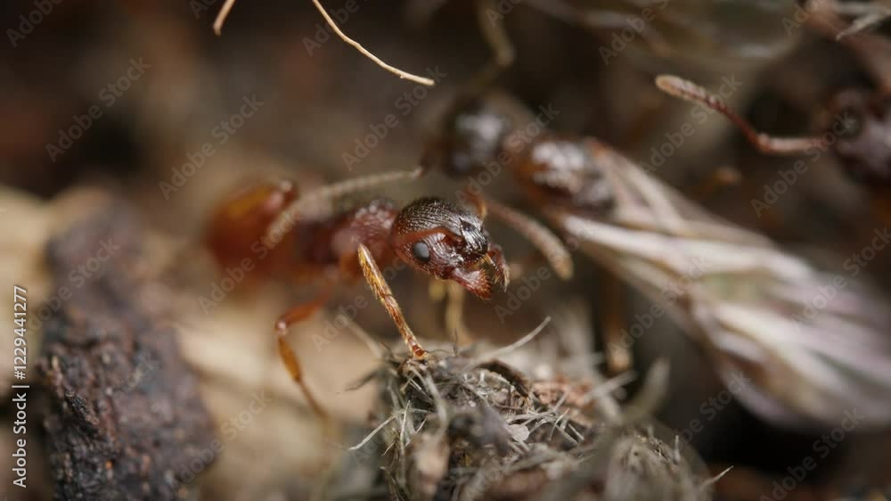 Poster european fire ant interaction captured on forest floor macro view