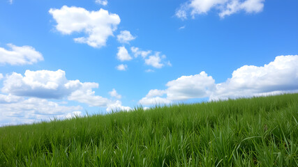 Fototapeta premium Green grass and blue sky with white clouds