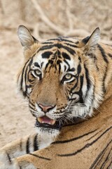 Royal Bengal tiger (Panthera tigris tigris), animal portrait, Ranthambore National Park, Rajasthan, India, Asia
