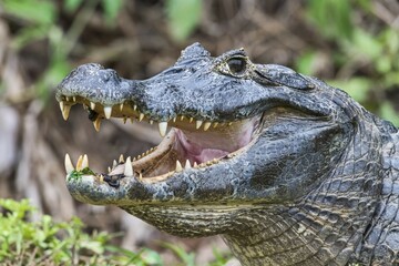 Spectacled caiman (Caiman crocodilus yacare), open mouth with leeches, animal portrait, Pantanal,...