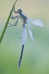 Damselfly (Chalcolestes viridis)
