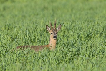 Roebuck (Capreolus capreolus)