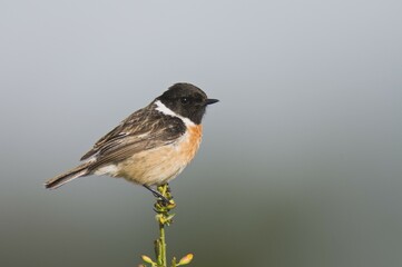 African Stonechat (Saxicola torquata)