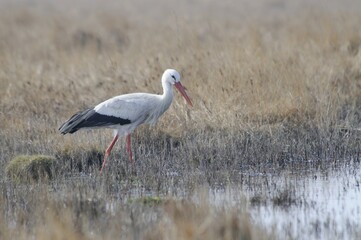Fototapeta premium White Stork (Ciconia ciconia)