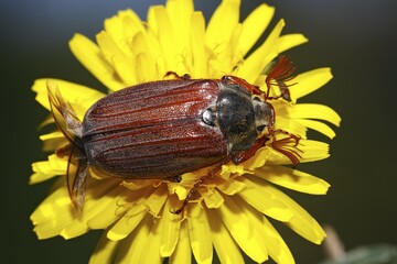 European cockchafer beetle or May beetle (Melolontha melolontha), with wings unfolded, on a dandelion flower (Taraxacum officinale)