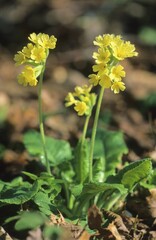 True oxlip (Primula elatior)
