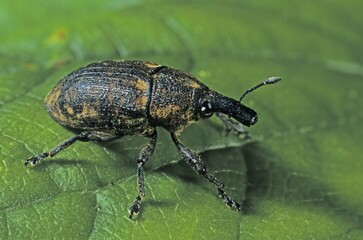 Clover Leaf Weevil (Hypera zoilus)