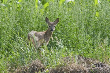 Roe Deer (Capreolus capreolus) fawn