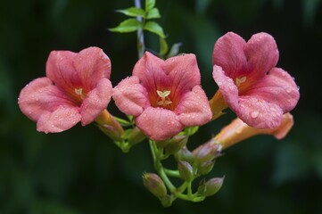 Obraz premium Trumpet vine (Campsis x tagliabuana 'Madame Galen')