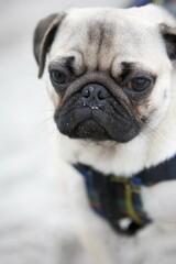 Portrait of a young pug