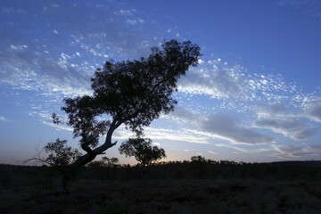 Fototapeta premium Sunset with evening sky and a tree in the front Pilbara region western australia WA