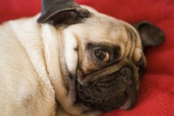 Portrait of a young Pug puppy, or puglet, on a red blanket