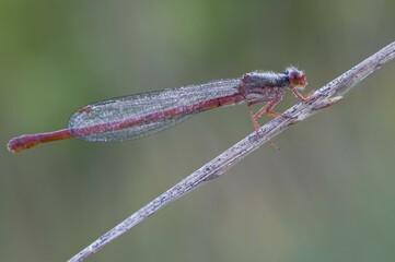 Small red damselfly (Ceriagrion tenellum)