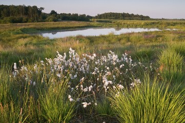 Common cottongrass (Eriophorum angustifolium) in Dutch raised bog reserve Bargerveen, Netherlands,...