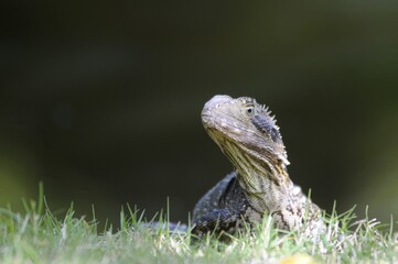 Australian water dragon (Physignathus lesueurii), Australia, Oceania