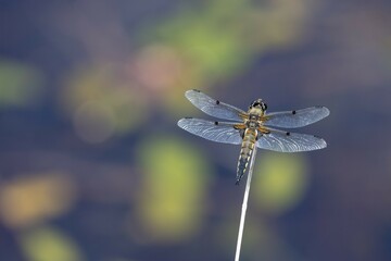 Four-spotted chaser (Libellula quadrimaculata), Lower Saxony, Germany, Europe