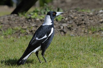 Australian magpie (Gymnorhina tibicen), Australia, Oceania