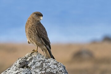 Chimango caracara (Phalcoboenus chimango) sits on rock, Easter Island, Chile, South America