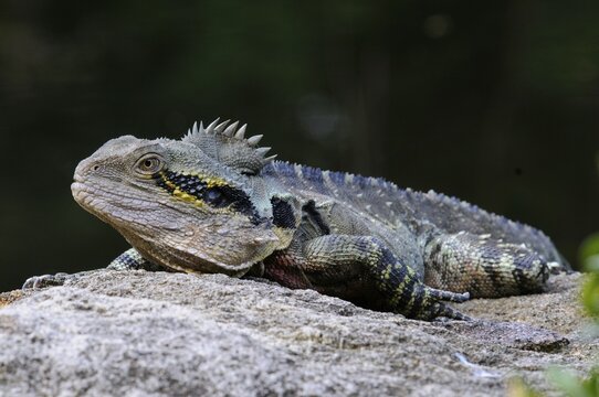 Australian water dragon (Physignathus lesueurii), Australia, Oceania