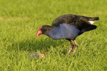 Purple swamphen (Porphyrio porphyrio), Australia, Oceania