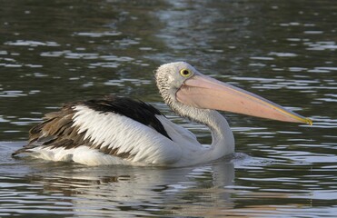 Australian pelican (Pelecanus conspicillatus), Australia, Oceania