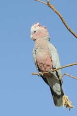 Galah (Eolophus roseicapillus), Australia, Oceania