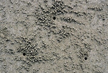 Crab Nests, Corbines Cove Beach, Port Blair, Andaman and Nicobar Islands, India, Asia