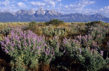 Lupins in front of the Grand Teton Mountains, United States, North America