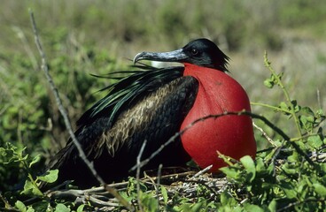 Great Frigatebird (Fregata minor), Galapagos