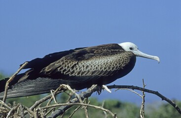 Young Magnificent Frigatebird (Fregata magnificens), Galapagos