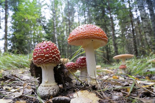 Agaric Mushrooms (Amanita muscaria), Glaskogen nature reserve, Sweden, Europe