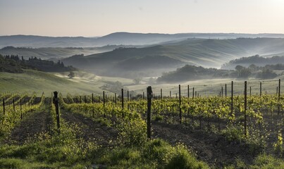 Vineyard at sunrise with fog in hilly landscape, Crete Senesi, province of Siena, Tuscany, Italy, Europe