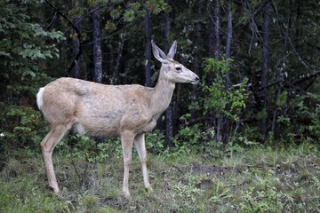 Mule deer (Odocoileus hemionus), doe, Jasper National Park, Canadian Rockies, Alberta, Canada,...