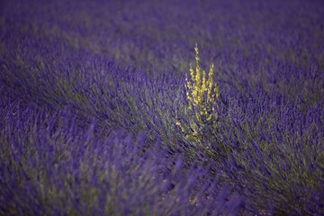 Obraz premium Lavender field (Lavandula angustifolia), Plateau de Valensole, Département Alpes-de-Haute-Provence, France, Europe