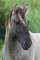 Obraz premium Konik (Equus islandicus), stallion, portrait, wild horse, Tarpan re-breeding project
