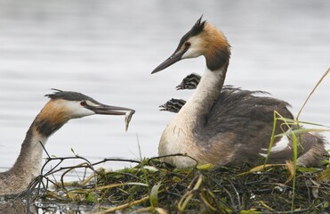 Great Crested Grebe (Podiceps cristatus) feeding chicks