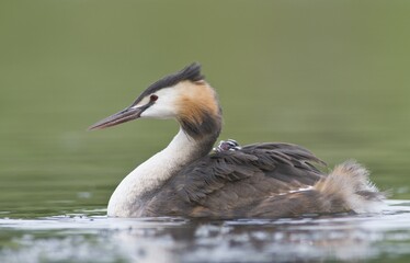 Great Crested Grebe (Podiceps cristatus) with chick on back
