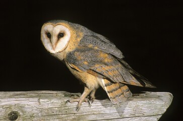 Dark-breasted barn owl (Tyto alba guttata), Central European subspecies with darker plumage,...