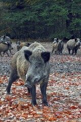 A sounder of wild boars (Sus scrofa), in autumn