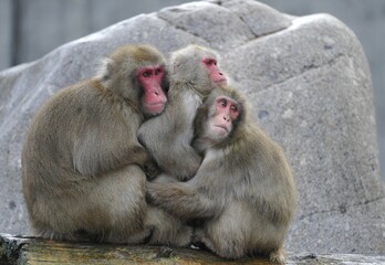 Japanese Macaques or Snow Monkeys (Macaca fuscata) warming each other