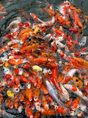 Vibrant Group of Colorful Koi Fish Swimming and Feeding in a Pond